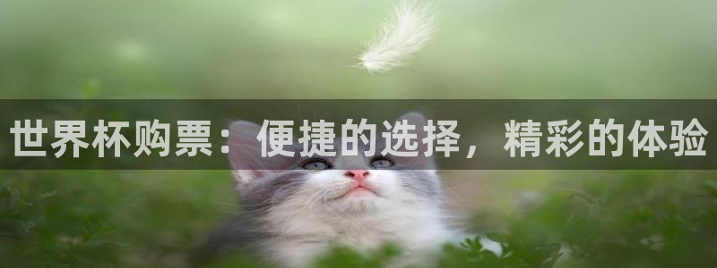 2026世界杯预选赛：世界杯购票：便捷的选择，精彩的体验